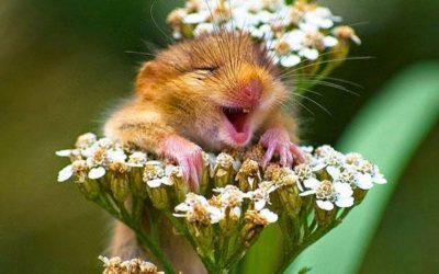 Atelier Yin Yoga et Méditation – 18 juin – Cultiver la joie