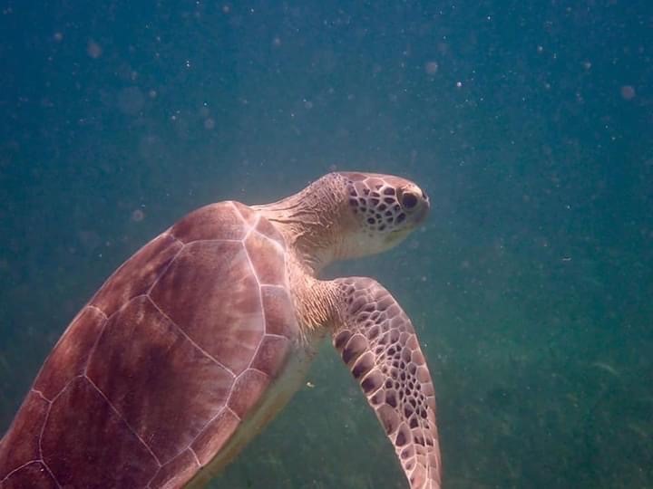 Atelier Yoga parent – enfant – 10 juin – La tortue m’a dit…