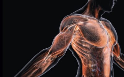 Atelier Yin Yoga et Méditation – 10 décembre – Prenons soin de nos fascias en Yin Yoga,  prenons appui sur nos fascias pour Méditer