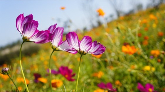 Atelier Qi Gong Adulte – 24 février – Qi Gong du printemps « Détendre l’énergie du foie et réguler l’équilibre émotionnel »